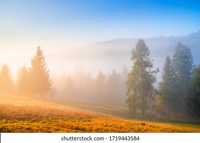 Scenic autumn landscape at sunrise. Trees on mountain hills in fog illuminated with warm morning sunlight. Beautiful fall nature. Picturesque woodland.  - Powered by Shutterstock