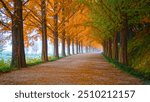 A scenic autumn pathway lined with towering trees in full fall foliage, showcasing vibrant orange and green leaves under a tranquil sky.