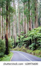 Scenic Black Spur Drive (Road) With Ferns And Tall Mountain Ash Forest Close To Melbourne, Victoria, Australia