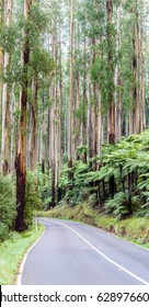 Scenic Black Spur Drive (Road) With Ferns And Tall Mountain Ash Forest Close To Melbourne, Victoria, Australia