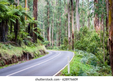 Scenic Black Spur Drive (Road) With Ferns And Tall Mountain Ash Forest Close To Melbourne, Victoria, Australia