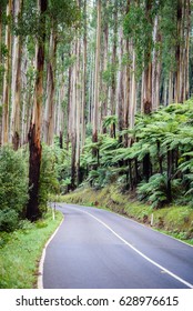 Scenic Black Spur Drive (Road) With Ferns And Tall Mountain Ash Forest Close To Melbourne, Victoria, Australia