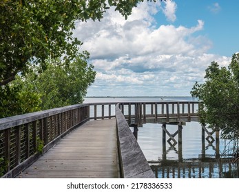 Scenic Boardwalk Curves Between Mangrove Forest And Shallows Of Tampa Bay Near A Waterfront Park In Safety Harbor, Florida, For Motifs Of Nature, Tourism, Ecotourism