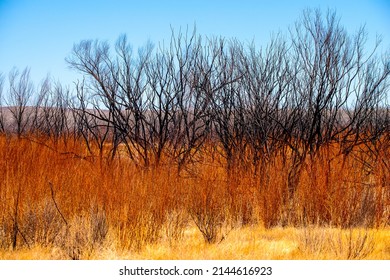 Scenic Bosque Del Apache National Wildlife Reserve, New Mexico 