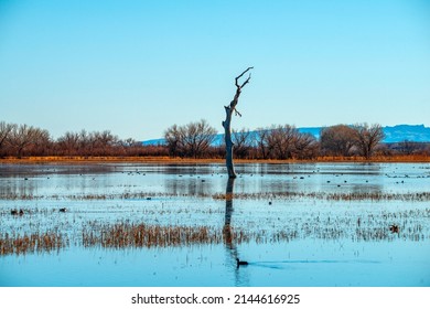 Scenic Bosque Del Apache National Wildlife Reserve, New Mexico 