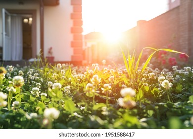 Scenic Close-up Macro White Clover Grass Lawn Meadow On Home Yard Against Backlit Bright Warm Sunset Evening Light On Background. House Backyard Gardening, Landscaping Service And Maintenance Concept