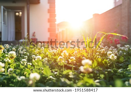 Scenic close-up macro white clover grass lawn meadow on home yard against backlit bright warm sunset evening light on background. House backyard gardening, landscaping service and maintenance concept