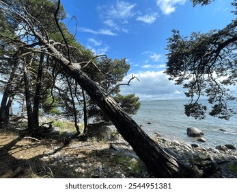 Scenic Coastal Landscape with Leaning Pine Trees and Rocky Shoreline - Powered by Shutterstock