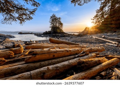 Scenic coastal landscape at sunset with driftwood on a rocky beach and pine trees in the background.