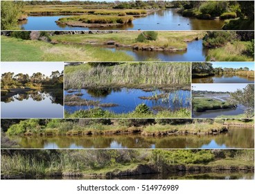 Scenic Collage Big Swamp Wetlands Bunbury Stock Photo 514976989 ...