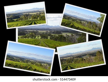 Scenic Collage Of Vineyards Growing Award Winning Wine Grapes In The Great Southern Region Of Western Australia  In Spring, Presented On A  Black Background.