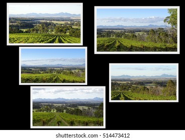 Scenic Collage Of Vineyards Growing Award Winning Wine Grapes In The Great Southern Region Of Western Australia  In Spring, Presented On A  Black Background.