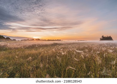 A scenic colorful shot of a foggy sunrise over a field. The tall grass is full of cobwebs with dew drops and the sky has beautiful colors and clouds. Weerribben, near by Giethoorn - Powered by Shutterstock
