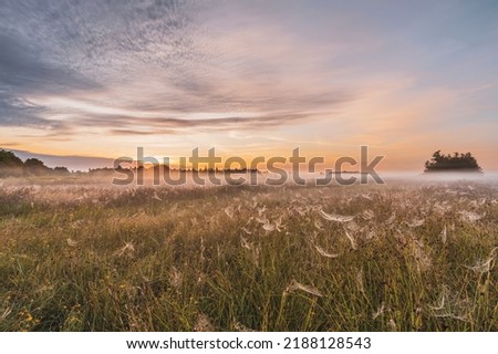 A scenic colorful shot of a foggy sunrise over a field. The tall grass is full of cobwebs with dew drops and the sky has beautiful colors and clouds. Weerribben, near by Giethoorn