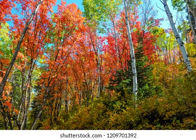 Scenic Colors Along The Spiro Trail At Park City Mountain Resort