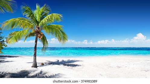 Scenic Coral Beach With Palm Tree
