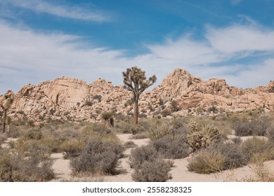 Scenic desert landscape with iconic Joshua trees, rugged rock formations, and a bright blue sky in a serene arid environment, perfect for travel, nature, and adventure themes - Powered by Shutterstock