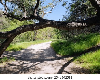 A scenic dirt path winding through lush greenery and trees, with a large branch arching gracefully over the trail under a clear blue sky. - Powered by Shutterstock