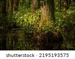 A scenic display in the cypress swamp along the kayaking trail at Robertson Millpond Preserve, a Wake County Park in North Carolina.