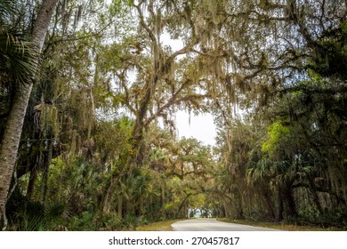 Scenic Drive In Myakka River State Park