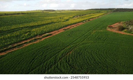 Scenic drive on North West Coastal Highway, Western Australia, with vibrant green fields, poppy-like flowers, tractor tracks, rainbow, and white wildflowers. Perfect for farming, nature, and landscape - Powered by Shutterstock