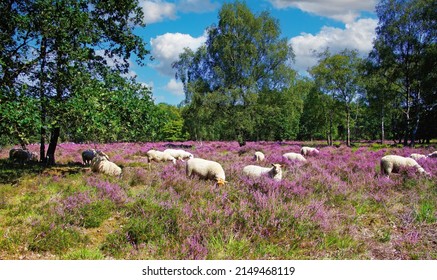 Scenic dutch colorful heath land landscape, herd of sheep grazing in glade of dutch forest, purple blooming heather erica flowers Calluna vulgaris - Venlo, Netherlands, Groote Heide
