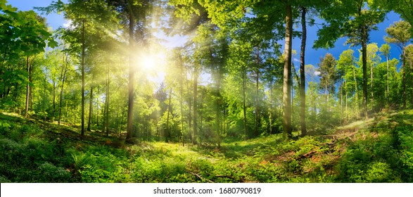 Scenic Forest Of Deciduous Trees, With Blue Sky And The Bright Sun Illuminating The Vibrant Green Foliage, Panoramic View