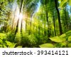 green forest sun