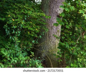 Scenic Forest Of Fresh Green Deciduous Trees With The Sun Casting Its Rays Of Light Through The Foliage. The Forest Has Birch Trees On Both Sides With Lots Of Green Leaves, And Branches.