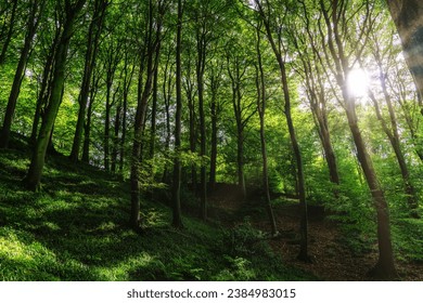 Scenic forest of fresh green deciduous trees framed by leaves, with the sun casting its warm rays through the foliage. - Shutterstock ID 2384983015