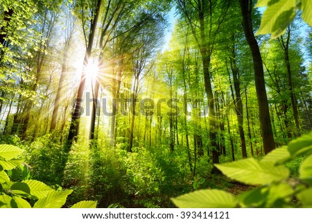 Scenic forest of fresh green deciduous trees framed by leaves, with the sun casting its warm rays through the foliage