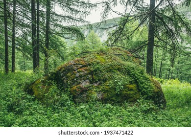Scenic forest landscape with big mossy stone with green grasses among thickets and trees. Vivid scenery with large boulder with moses and lush vegetation. Green rock with moss and wild flora in forest - Shutterstock ID 1937471422