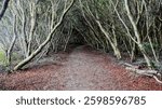 A scenic forest path with arching trees forming a tunnel-like canopy. The earthy trail is lined with fallen leaves and twisted branches. Ideal for nature, travel, adventure, and fantasy themes