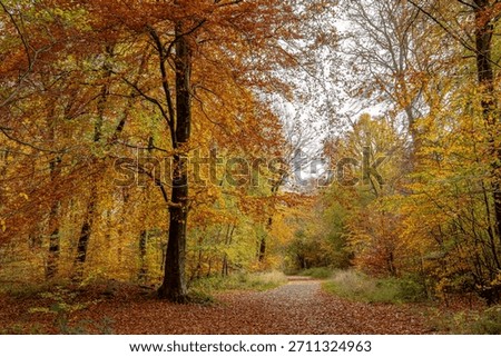 Scenic forest path covered in fallen autumn leaves surrounded by colorful foliage in shades of red, orange, and yellow Savernake forest Marlborough