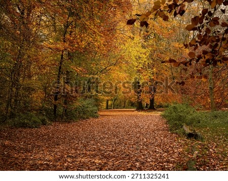Scenic forest path covered in fallen autumn leaves surrounded by colorful foliage in shades of red, orange, and yellow Savernake forest Marlborough