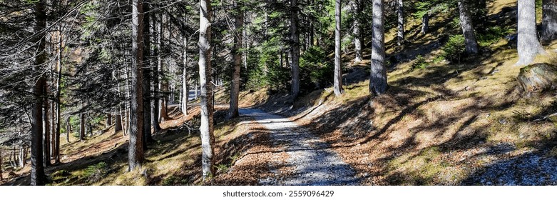 Scenic forest path in dappled sunlight, ideal for hiking concepts and nature getaways during autumn - Powered by Shutterstock