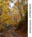 A scenic forest path during autumn with colorful foliage and fallen leaves. North Carolina