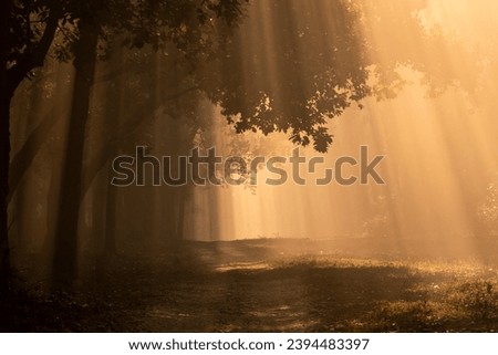 Scenic forest road or trail with warm feel in cold winter morning fog or mist and orange color sunlight or sunrays scattering making Tyndall effect with canopy of trees in jungle of central india