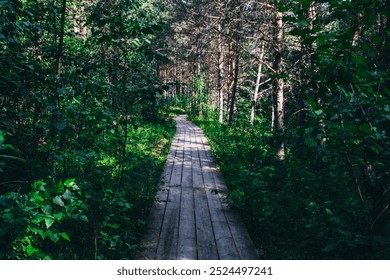 Scenic forest with tall trees and a wooden trail winding through lush greenery. The pathway invites exploration, blending with the natural surroundings. Ideal for nature, hiking, and turism. - Powered by Shutterstock