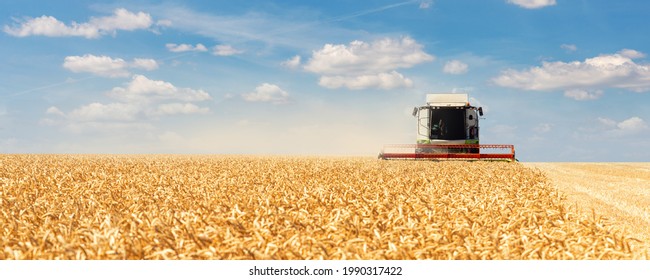 Scenic front view Big modern industrial combine harvester machine reaping gather golden ripe wheat cereal field meadow on bright summer day. Agricultural yellow field machinery landscape background - Shutterstock ID 1990317422