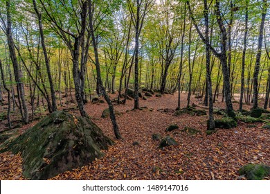 Scenic Golden Autumn Deciduous Forest Landscape. Afips Valley At Seversky District, Krasnodar Region, West Caucasus, Russia