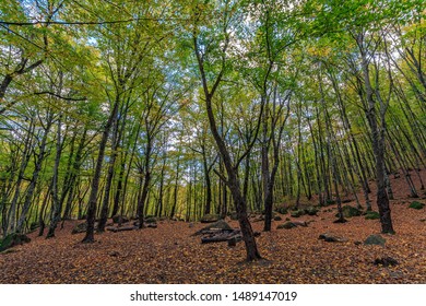 Scenic Golden Autumn Deciduous Forest Landscape. Afips Valley At Seversky District, Krasnodar Region, West Caucasus, Russia