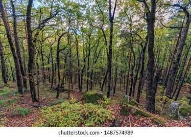 Scenic Golden Autumn Mixwd Forest Landscape. Afips Valley At Plancheskiye Rocks, Seversky District, Krasnodar Region, West Caucasus, Russia