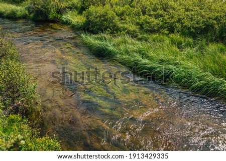 Scenic green landscape with algae in clear water of mountain stream. Green nature background with water plants in transparent water stream among lush vegetations. Underwater grass in mountain brook.