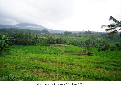 Scenic Green Padi Field In Bali