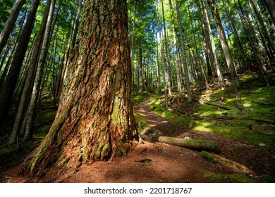 The Scenic Health Trail At Roberts Creek, Sunshine Coast, BC Canada