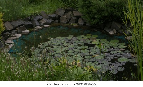 A scenic high angle view of a small backyard garden pond filled with green water lily pads and surrounded by rocks and lush vegetation