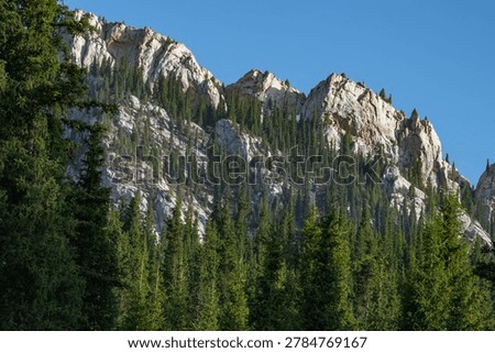 Scenic highland view of pine trees and a textured rock face in bright sunlight.