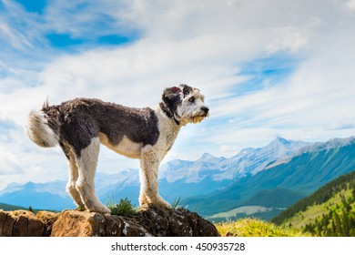 Scenic Hiking with a Polish Lowland Sheepdog Powderface Ridge, Kananaskis Country Alberta Canada - Shutterstock ID 450935728