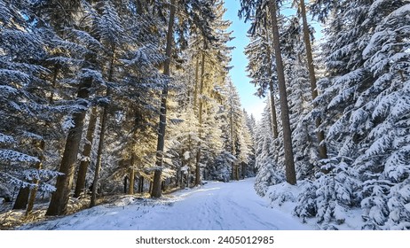 Scenic hiking trail through snowy forest path leading to Reinischkogel, Koralpe, Lavanttal Alps, Styria, Austria. Winter wonderland with snow covered tall pine trees . Ski touring in Austrian Alps - Powered by Shutterstock